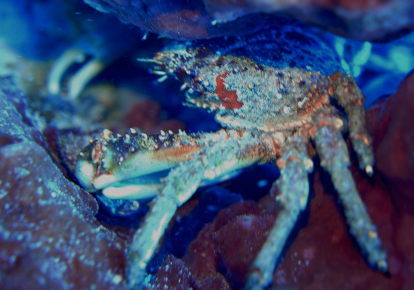 crabe