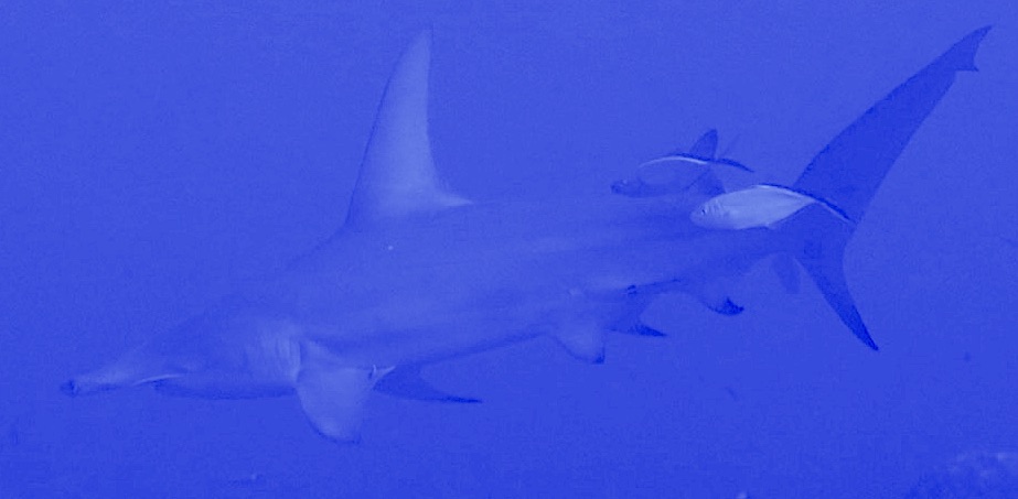 requin marteau