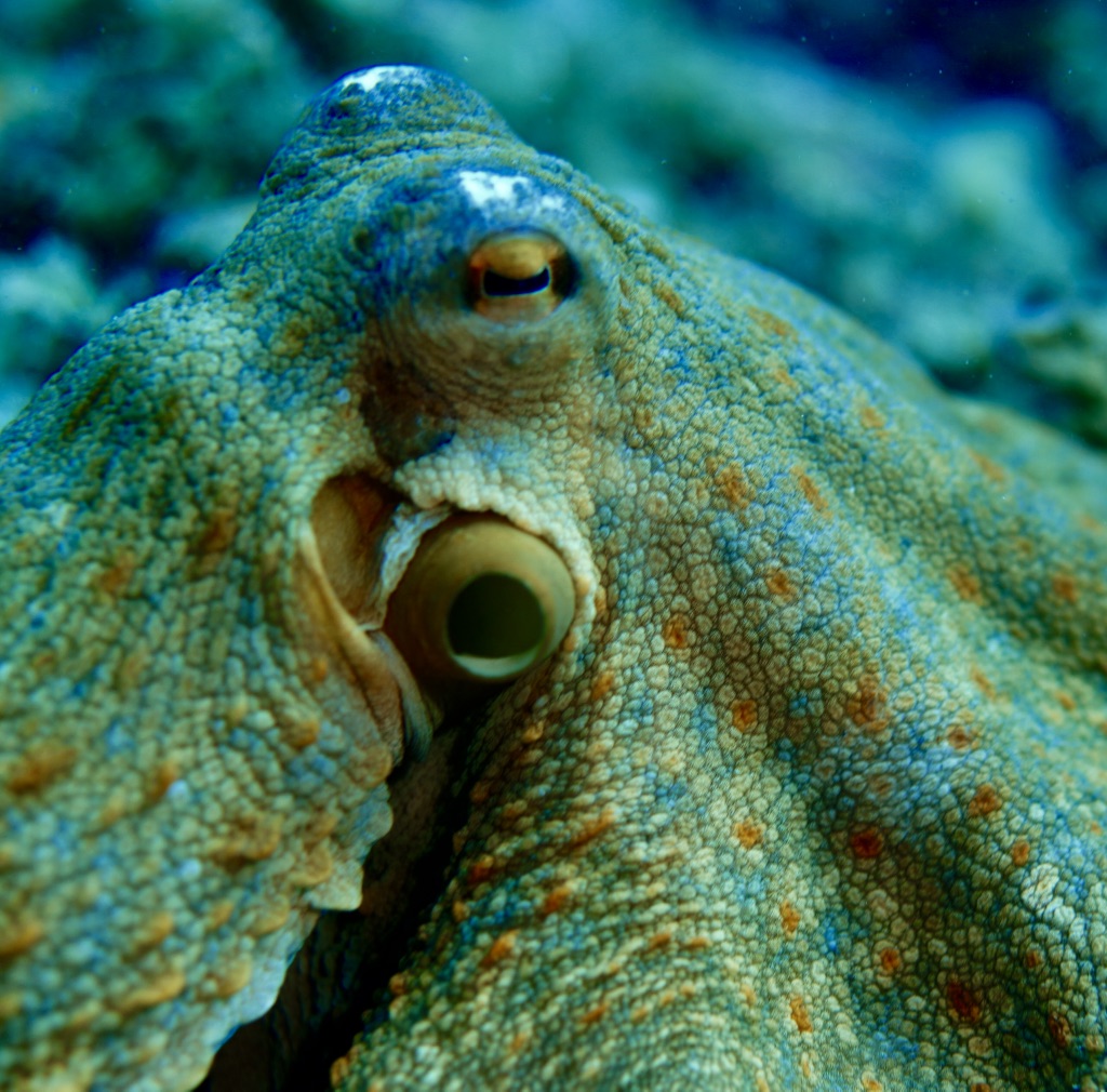 octopus13
